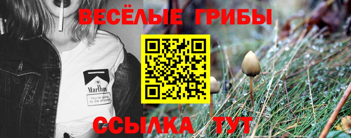 Псилоцибиновые грибы Psilocybine cubensis Искитим